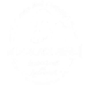 Vilstal-Holsteins